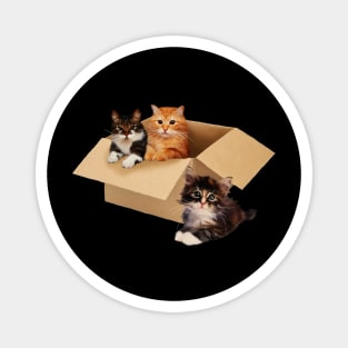 Cute Cats inside Box, Love cats Kittens Magnet